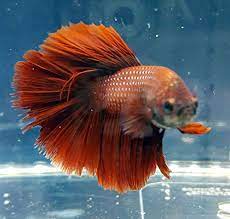 8 Best Freshwater Fish For Beginners Ultimate Guide To Picking Your First Fish