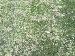 (think of your kids being 'controlled' going to the grandparents' house for a 2) it is safe to use this grass killer on your fescue grass lawn, only if you follow the instructions for the specific dosage to use, and can handle some pain yourself. Bermudagrass Control In Cool Season Turf Turfgrass