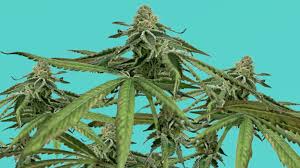 Growing plants indoors with artificial light every gardener should. How To Grow Weed Indoors Without Grow Lights Weedmaps