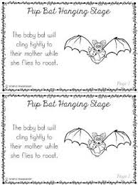 Bat Life Cycle Life Cycles Cycle Elementary Grades