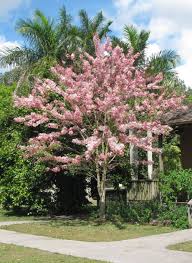 Photo Of The Entire Plant Of Pink Shower Tree Cassia Bakeriana Posted By Dutchlady1 All Things Plants Plants Trees To Plant Flowering Trees