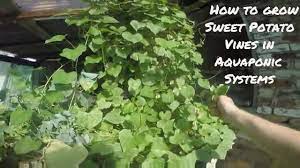 Aquaponic Sweet Potato How To Grow Sweet Potato Vines In Aquaponic Systems Youtube
