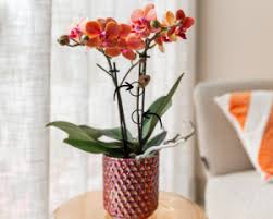 Image result for orchid cuttings