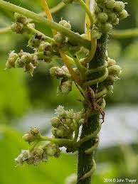 Image result for Cuscuta australis