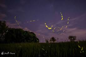 Why Do Fireflies Light Up Firefly Lights Amazing Nature Outdoor