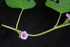 Image result for Ipomoea dichroa