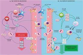 Physiology And Pathology Of Innate Immune Response Against Pathogens Intechopen