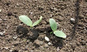 Written by elena namyatova translated by julie hrabenko posted in vegetables published: Summer Squash From A To Zucchini Best Ones To Grow Epic Gardening