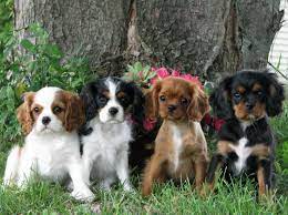 Cavalier King Charles Puppies Cutest Puppies Ever King Charles Cavalier Spaniel Puppy Cavalier King Charles Dog Spaniel Puppies