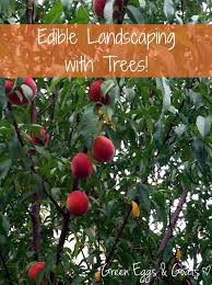 The crabapple is an example of a common ornamental that also produces edible fruit. Edible Landscaping With Trees Green Eggs Goats Edible Landscaping Fruit Trees Landscape Trees