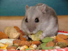 Are Almonds Good For Hamsters 22 Foods Hamsters Can Can T Eat