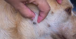 Image result for Tick Paralysis