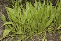 Image result for Pseudopodospermum hispanicum