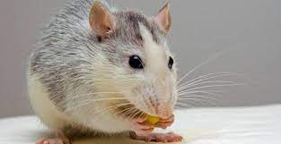 Comment Faire Sortir Une Souris De Sa Cachette Sosnuisibles Fr
