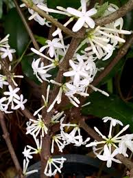 Image result for Pleiocarpa