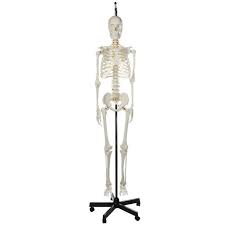Get elaborate and precise anatomy bone model at alibaba.com. Ffahkf91ktz6im