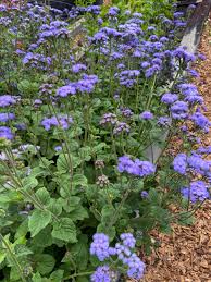 Image result for Ageratum