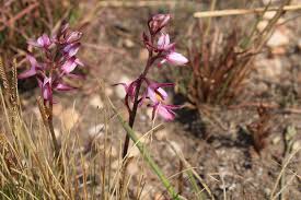 Image result for Eulophia hians