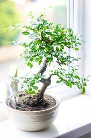 Our partners and us collect data and use cookies, email pixels and similar tools to enhance your experience, analyse traffic and for ad personalisation and measurement. Our Home Adding A Touch Of Nature With Homebase Lifeimprovement Alex Gladwin