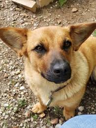 26,766 likes · 977 talking about this · 1,134 were here. 34 Adopt A Corgi Ideas Corgi Corgi Mix Cute Animals