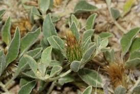 Image result for Dicoma