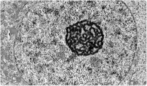 Animal cell transmission electron microscope images. Sample Preparation In Tem