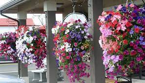 Maybe you would like to learn more about one of these? Where To Find Cheap Artificial Hanging Baskets Hanging Plants Plants Planting Flowers