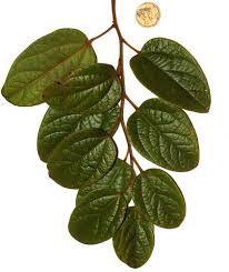 Image result for Menispermaceae