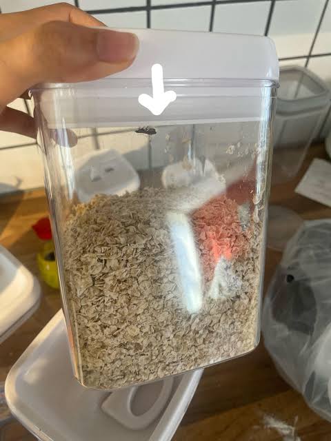 Larvae and adult moths frequently hide in the threads and rims of sealed containers., AI generated