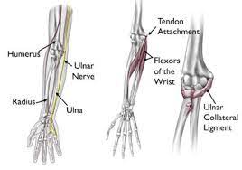 The anatomical name for the collar bone is the clavicle bone. Elbow Injuries In The Throwing Athlete Orthoinfo Aaos