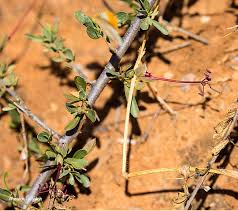 Image result for Cadaba termitaria