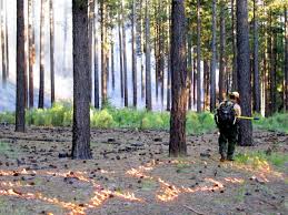 Maybe you would like to learn more about one of these? Sheriff S Office Evacuates Camping Area Crews Battle Blaze On Tonto National Forest News Azdailysun Com
