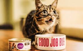 If you make a purchase through these links, we may earn a referral fee. 7 Halo Cat Food Reviews Recalls Pros And Cons Pawsome Kitty