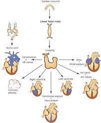Check spelling or type a new query. Molecular Embryology For An Understanding Of Congenital Heart Diseases Springerlink
