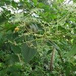 Image result for Hoslundia