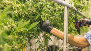 ¿es verdad que se puede tener hasta tres plantas en casa? Comando Actualidad Marihuana Rtve Es