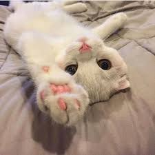 Pinterest Jiminsgirll Baby Cats Cute Cats Cats