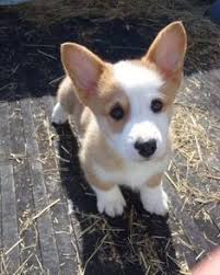 Our listings are from top breeders from around the find corgi dogs and puppies from texas breeders. Corgi Puppies For Sale Online Shopping