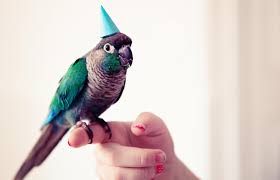 Choosing the best pets for kids owning a pet can be a rewarding experience for a chi. 160 A List Male Bird Names Lovetoknow