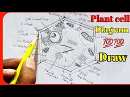 We did not find results for: How To Draw Plant Cell Labelled Diagram Class 11 12 Plant Cell Diagram Easily Draw Youtube