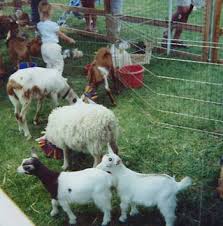 Maybe you would like to learn more about one of these? How To Rent A Petting Zoo