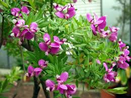 Image result for Polygala ohlendorfiana