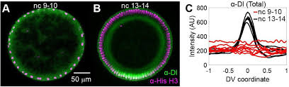 See 8 unbiased reviews of cactus, ranked #156 on tripadvisor among 239 there aren't enough food, service, value or atmosphere ratings for cactus, iowa yet. Shuttling Of Dorsal By Cactus Mechanism And Implications Biorxiv