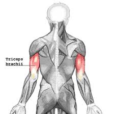 Maybe you would like to learn more about one of these? Anatomy Muscle List Wiki Scioly Org