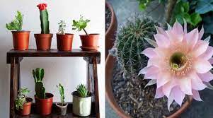 Can i use play sand for rooting cuttings? Cactus Soil The Best Potting Soil Mix For Cactus Plants