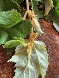 Image result for Melhania prostrata