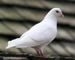 Maybe you would like to learn more about one of these? 17 Ciri Ciri Burung Merpati Mau Bertelur Arenahewan Com