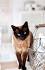 Siamese Cat Genetics - Why Do Siamese Have Dark Points ...