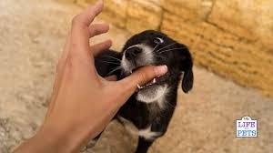In this case, that something pleasing is you. Stop Your Puppy Biting With These 3 Easy Techniques