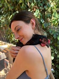 I have two pet roosters available. I've never had any temperament issues  and my son, husband and I are in their coop daily. I just do not need 3  roosters. Of course,